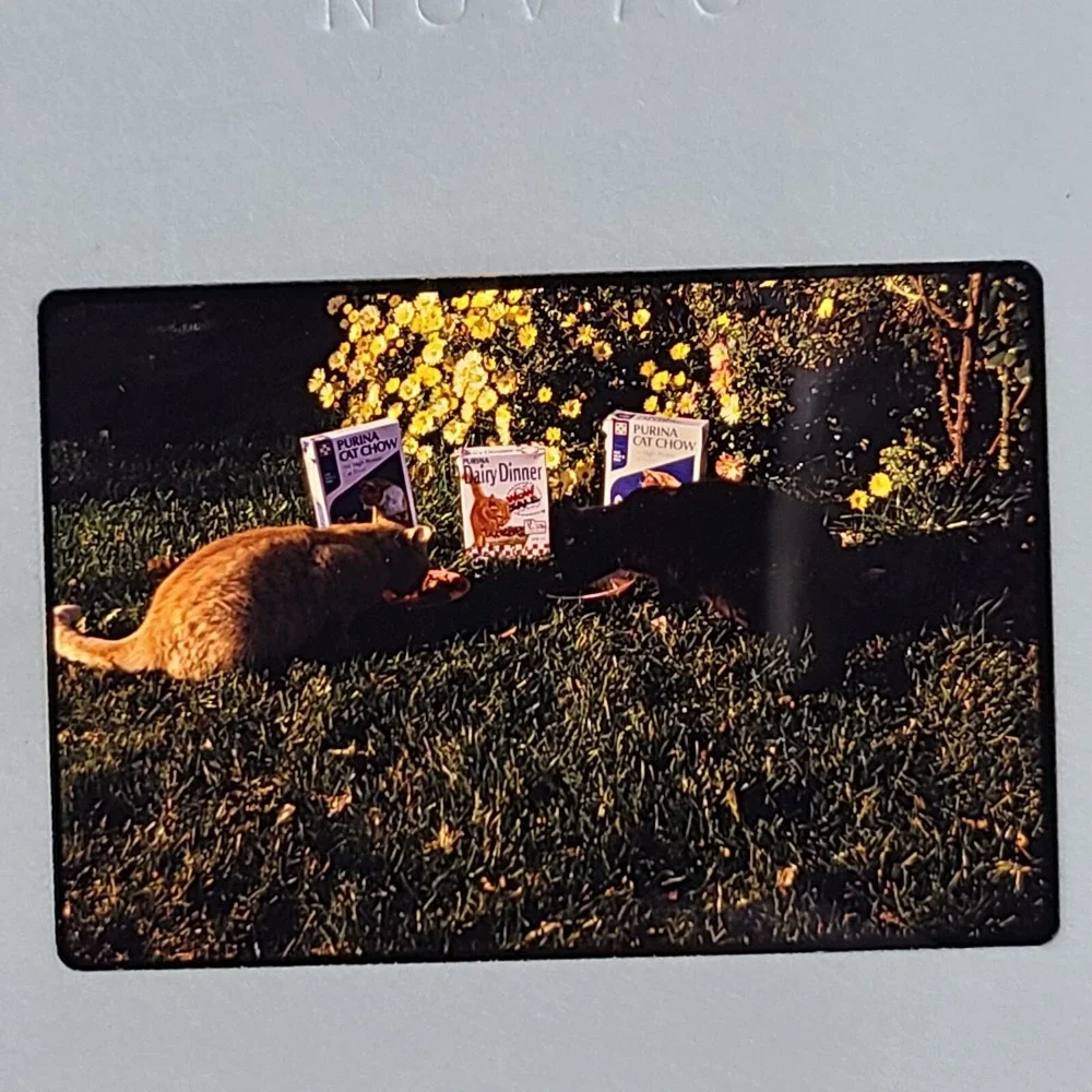 Lot of 29 Slides Various Cats‎ Photos 1959 Through 1973 Mixed Lot